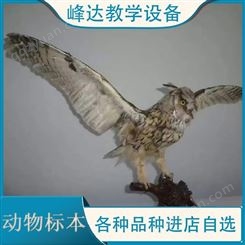 峰达教学 动物标本 动物骨骼标本 科普动物标本 陈列标本 厂家直供