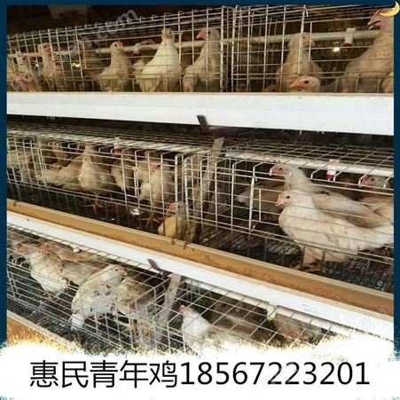 河南罗曼灰养殖场厂家直供 体重胫长双达标60日龄罗曼灰青年鸡