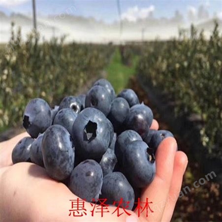 早熟大果 生鲜蓝莓大果 中果 均有 欢迎选择