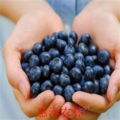 蓝莓什么颜色 小蓝莓