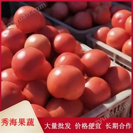 大量供应西红柿 硬粉西红柿 沙瓤西红柿 临沂西红柿