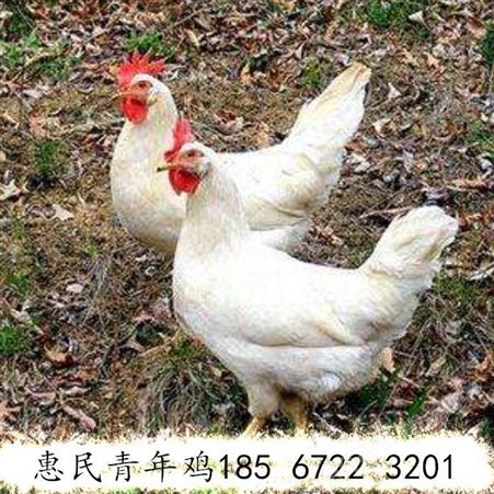 河南罗曼灰养殖场厂家直供 体重胫长双达标60日龄罗曼灰青年鸡