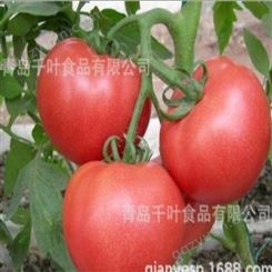 厂家直供出口级新鲜西红柿 西红柿 超市市场西红柿