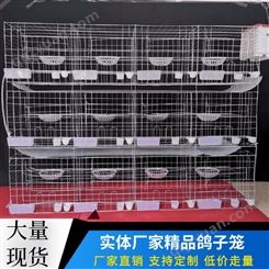 养殖蛋鸽子繁殖笼具自动清粪设备鸽用上料机科学养殖