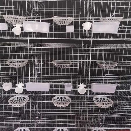 养殖蛋鸽子繁殖笼具自动清粪设备鸽用上料机科学养殖