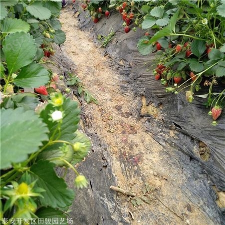 地栽草莓苗 奶油草莓苗 出售批发草莓苗