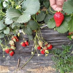 草莓苗 甜宝草莓苗 基地直销优质脱毒草莓苗