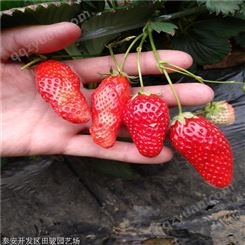 草莓苗 白雪公主草莓苗 现货供应草莓苗