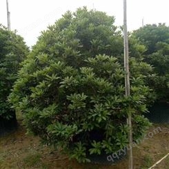柠景基地出售 米径3-18公分 株高1-6m嫁接杨梅树 小区公路行道树