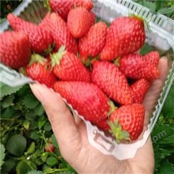牛奶草莓苗哪里多 山东牛奶草莓苗种植基地 草莓苗基地