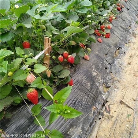 草莓苗 牛奶草莓苗 抗病性高丰产草莓苗