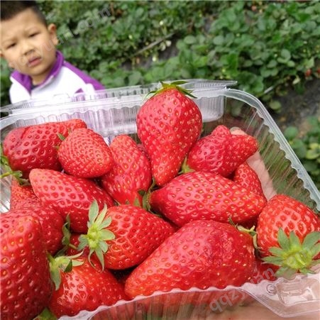牛奶草莓苗哪里多 山东牛奶草莓苗种植基地 草莓苗基地
