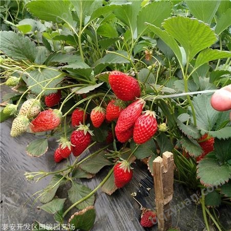 地栽草莓苗 奶油草莓苗 基地大量出售甜宝草莓苗