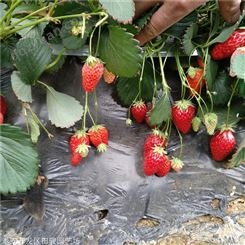 地栽草莓苗 牛奶草莓苗 现货供应草莓苗