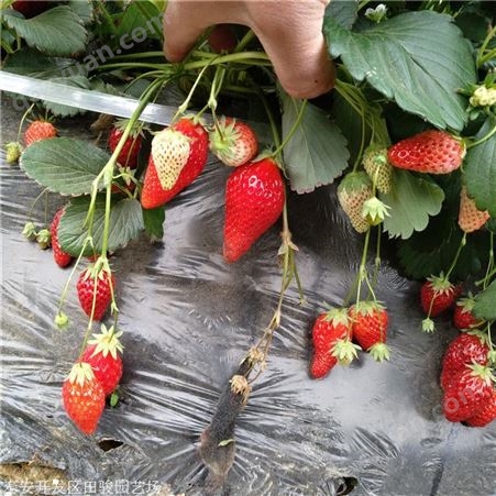 草莓苗 牛奶草莓苗 抗病性高丰产草莓苗