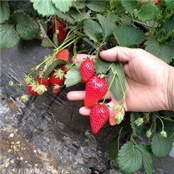 地栽草莓苗 甜宝草莓苗 基地直销优质脱毒草莓苗