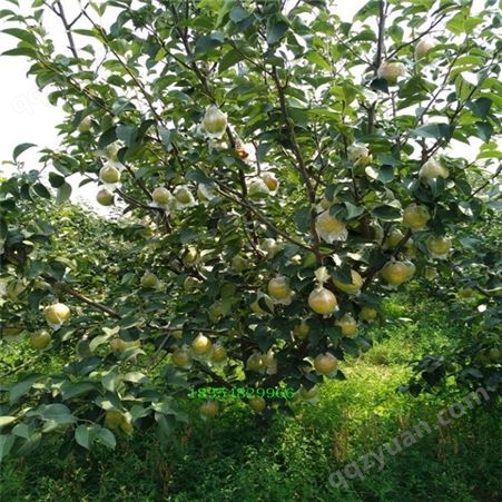 优质晚熟梨树品种 玉美人梨树苗是优质中晚熟型