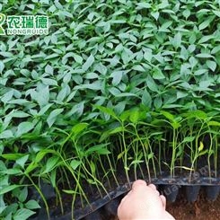农瑞德KRT-680型蔬菜花卉育苗播种机 全自动育苗流水线
