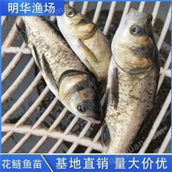 明华渔场 花鲢鱼苗 活体养殖 鲢鳙鱼苗 高成活率