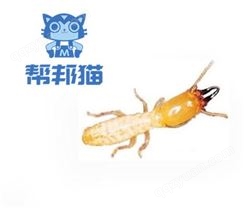 广州东圃除白蚁杀白蚁   灭白蚁   消杀白蚁上门价格多少