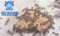 广州鳌头除白蚁除老鼠 灭蚊蝇 消杀蟑螂上门价格多少