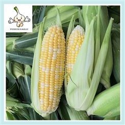 白玉米当季现摘 甜粘软糯黄玉米 杂粮粗粮农场种植